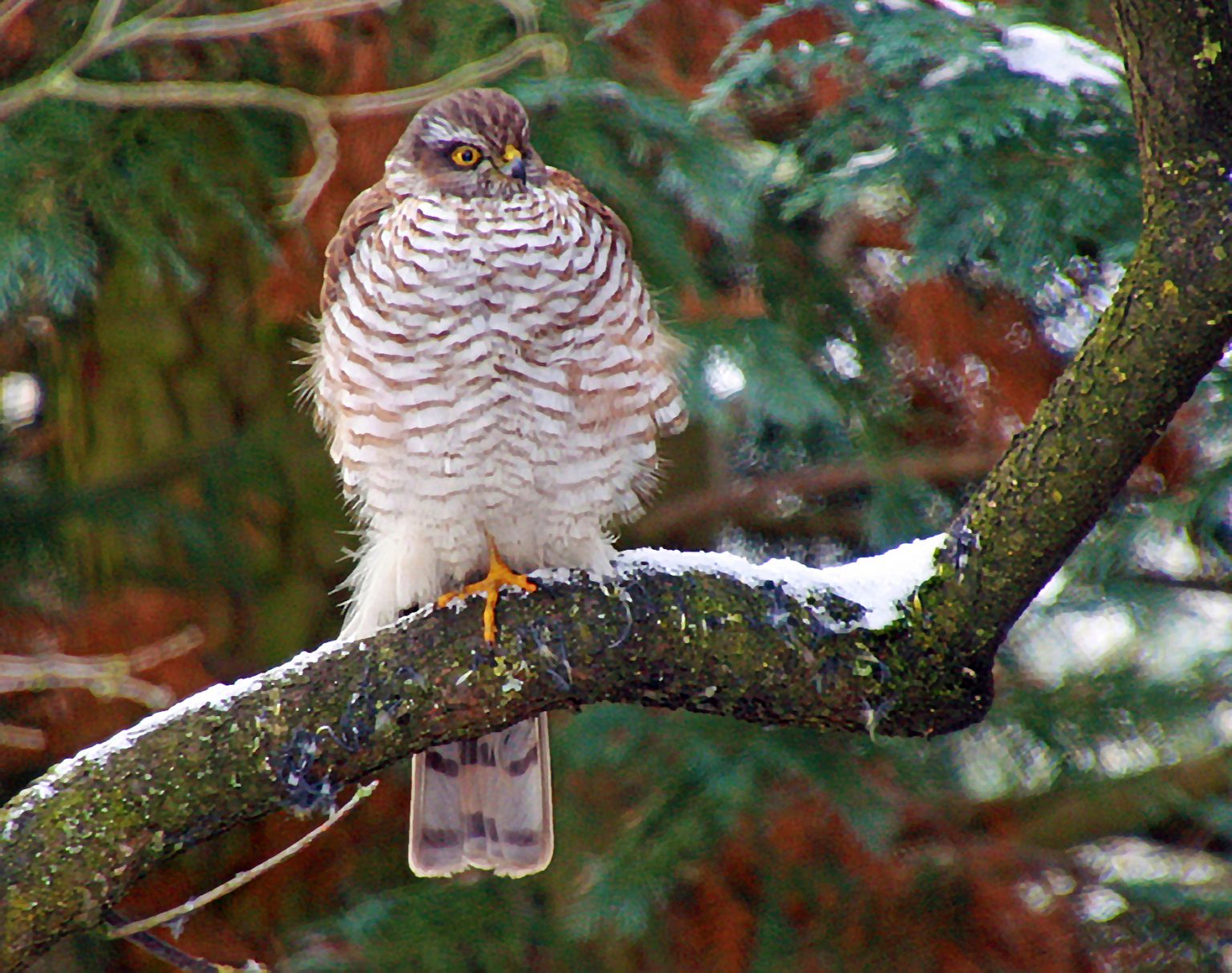 Der Sperber NABU Kreisverband Schwäbisch Hall