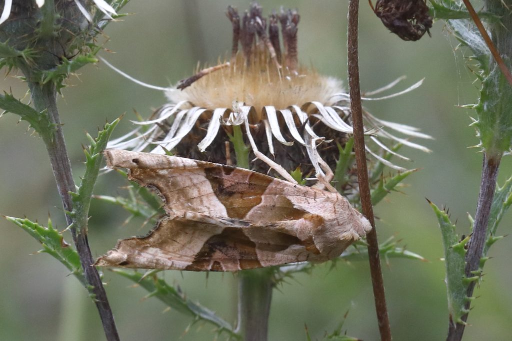 Achateule