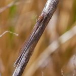 Winterlibelle (Sympecma fusca). Winterlibellen sind etwas Besonderes, sie sind die einzige Libellen in Deutschland, die als ausgereifte Libellen überwintern.