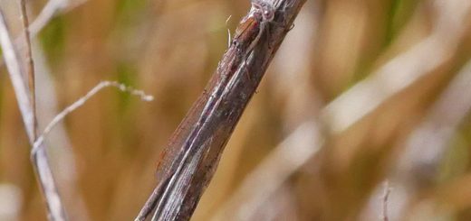 Winterlibelle (Sympecma fusca). Winterlibellen sind etwas Besonderes, sie sind die einzige Libellen in Deutschland, die als ausgereifte Libellen überwintern.