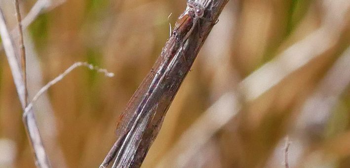 Winterlibelle (Sympecma fusca). Winterlibellen sind etwas Besonderes, sie sind die einzige Libellen in Deutschland, die als ausgereifte Libellen überwintern.