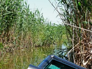 Im Schilfwald Im Schilfwald