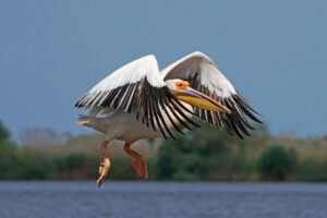 Rosapelikan Rosapelikan